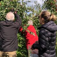 helping each other while picking Apples
